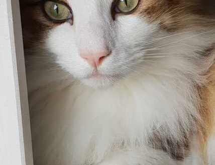Tierliebe Vermieter gesucht