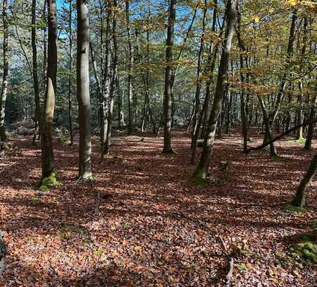 Ca. 25 ha arrondierter Forst in der Oberlausitz (Sachsen)