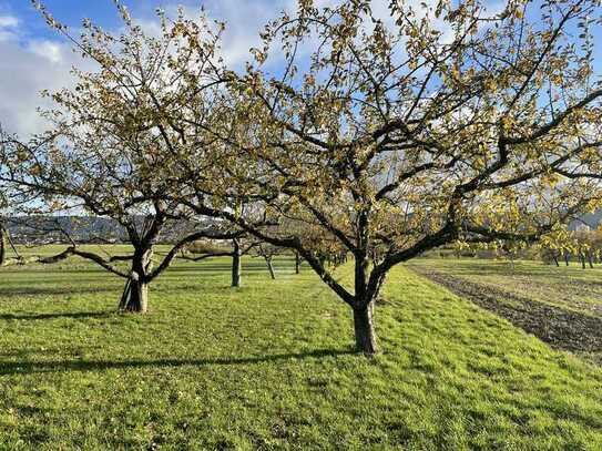 Gepflegte Streuobstwiese