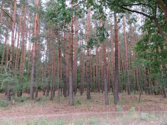 Waldgrundstück in Bestensee