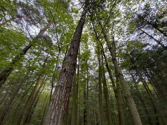 Stattlicher Laubmischwald - am Kromlauer Park - ca. 1,2 ha