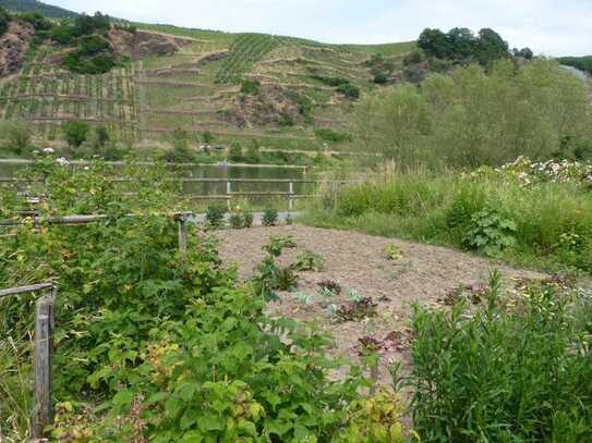 Garten wenige Meter von der Mosel entfernt im alten Wein- und Ferienort Bremm