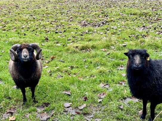 "Außenbereich in Münster-Handorf: Leben, wo sich Fuchs und Hase gute Nacht sagen"