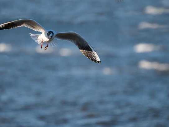 Doppelhauspartner nahe der Ostsee gesucht!