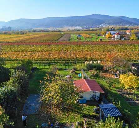 Familienhaus mit Garten, separatem Wintergarten & traumhaften Blick in die Weinberge &Pfälzer Wald