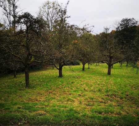 Sonnige Obstwiese am Bach