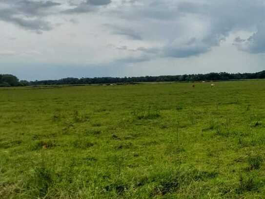 Landwirtschaftsbetrieb mit Großtierhaltung bei Berlin