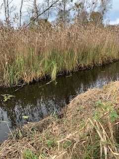 Kein Baugrund. Naturgrundstück, auch als Ausgleichsfläche sehr interessant