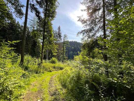 31 ha zusammenhängende Waldfläche mit Wasserfläche