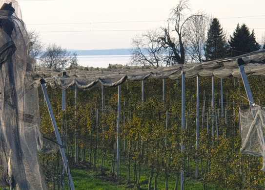 Landwirtschaftlich genutztes Grundstück am bayerischen Bodensee; Teilseesicht