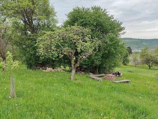 Landwirtschaftsfläche, Obstbaumwiese, Wiesengrundstück in Aussichtslage