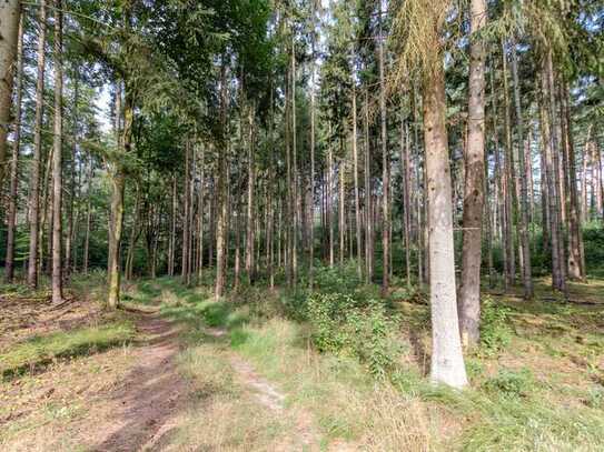 Interessante Waldfläche in der Nähe von Hitzacker (Elbe)