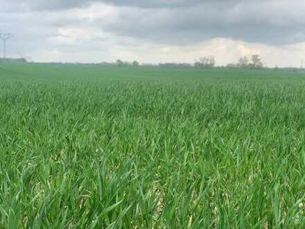 21 ha Landwirtschaftsfläche Acker-Grünland in Mecklenburg!