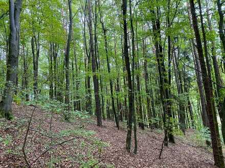 Mischwald mit insgesamt 15.440 m² in Königstein