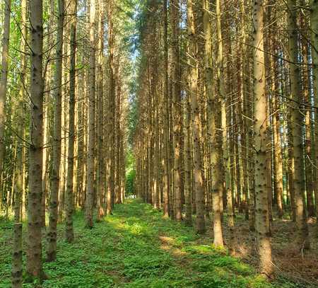 Mischwald in der Gemarkung Denklingen