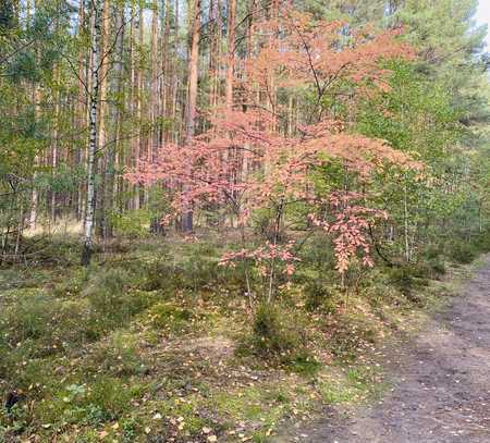 8,4 HA Wald in Zühlsdorf