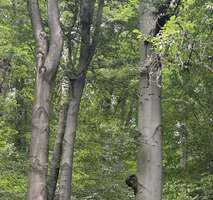 Wald zu verkaufen