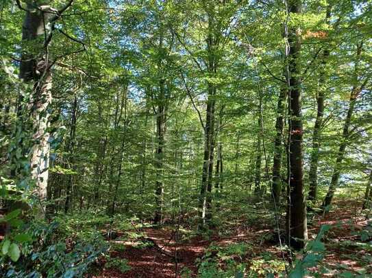 Wald in Bad Münstereifel