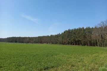Wald in der Gemarkung Oranienbaum; Mindestgebot: 17.930,00 €; Exposee beachten!!