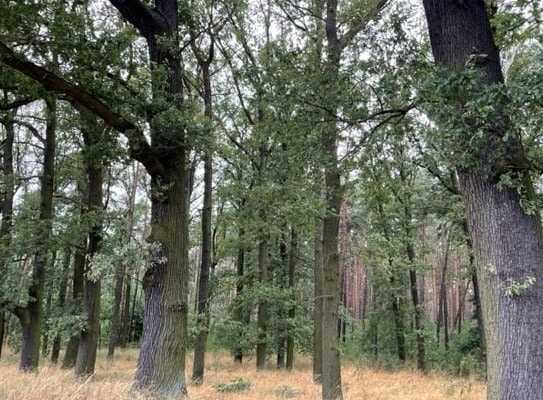 Guter Wald bei Klein Loitz