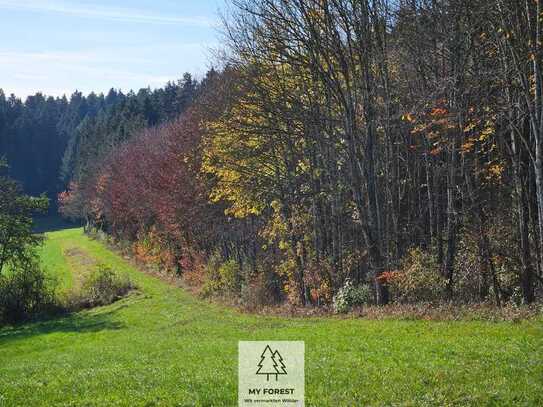 Idealfläche für Eigenbewirtschafter und Brennholznutzer I sonnige Lage I Mischwald