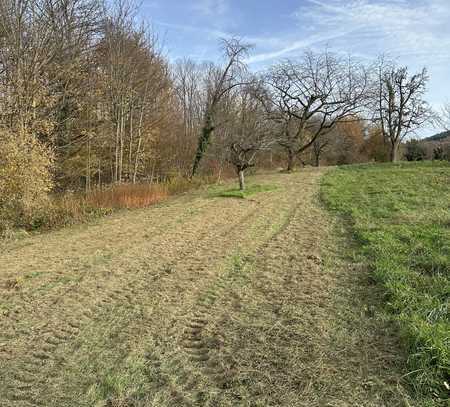 Landwirtschaftliche Fläche, Streuobstwiese in Waldrandlage