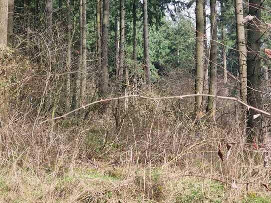 Grundstück nähe Pirmasens zu verkaufen! ca. 4.000m²!