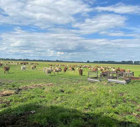 Ein zertifizierter ökologischer Landwirtschaftsbetrieb im Havelland