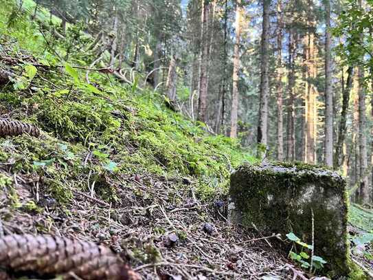 Waldgrundstück bei Wamberg