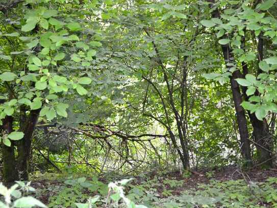 Waldgrundstück mit Teich in Jembke (Gifhorn)