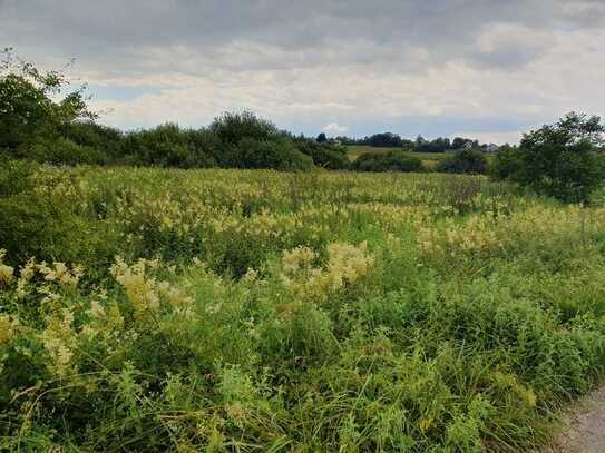 Wiese in der Gemarkung Dettenschwang bei Dießen am Ammersee