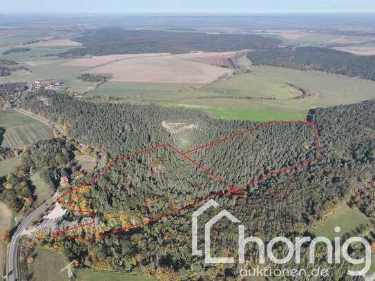 Kiefernmischwald (ca. 12,5 ha) bei Blankenburg (Harz)