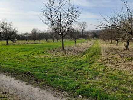 großes Wiesengrundstück // Obstbäume // Freizeitgarten