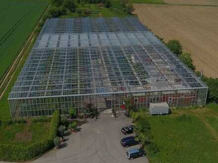 Gepflegte Gärtnerei: Produktionsgewächshaus mit Freifläche