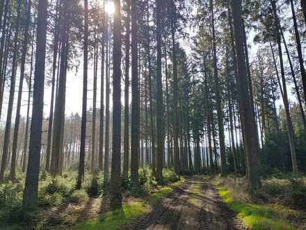 530.000 m² zusammenhängende Waldfläche I top gepflegt I mitten in Bayern