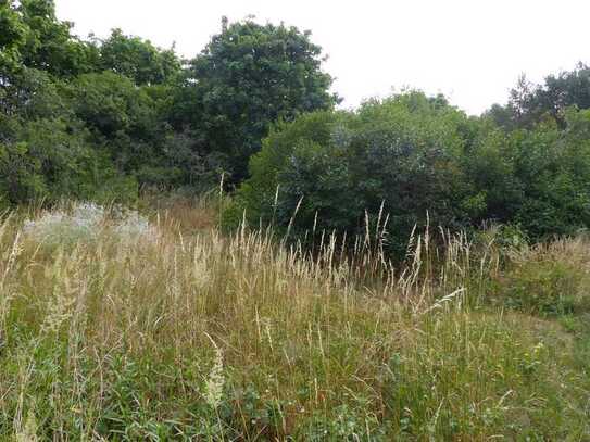 Auktion - Vertragsfreie Wald- und Grünfläche in Bötzow