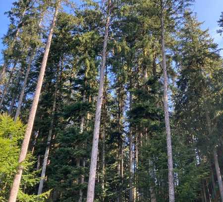 Waldgrundstück mit altem Baumbestand