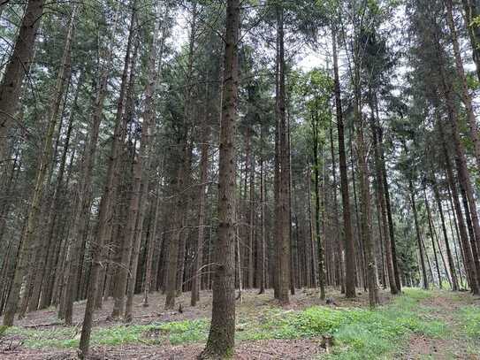 DIPLOM-Immowirt MAIER !! schönes WALD-Grundstück tolle Zufahrt !!