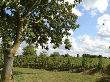 Weinberg ca. 11.600 qm auch als Photovoltaikfläche nutzbar