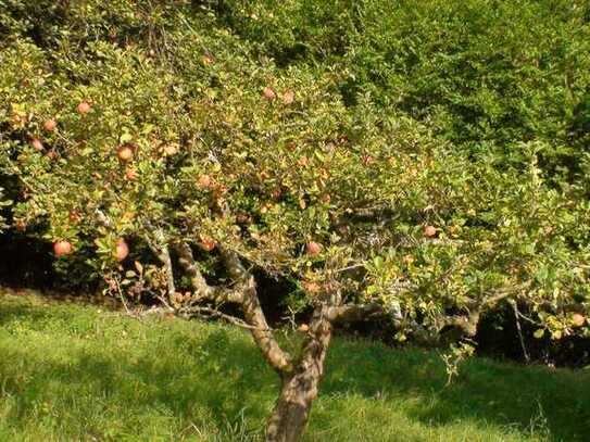 Ramberg/Pfalz - Obst- Wiesen- und Freizeitgrundstück