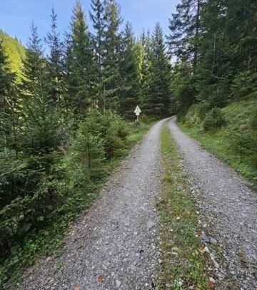 Waldfläche - Nähe Lenggries/Jachenau