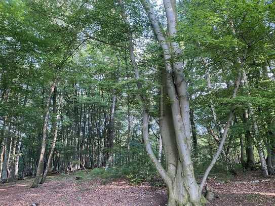 Wald in Schwalmtal