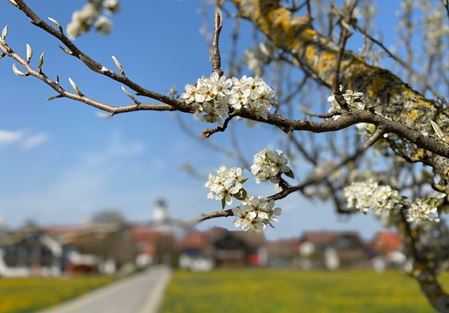 Sonniges Grundstück für ein Ein- oder Zweifamilienhaus