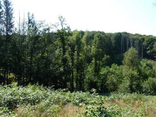 1,3 ha schöner Laubmischwald mit Borkenkäfer-Fichten und Birken-Naturverjüngung/Harscheid-Nümbrecht