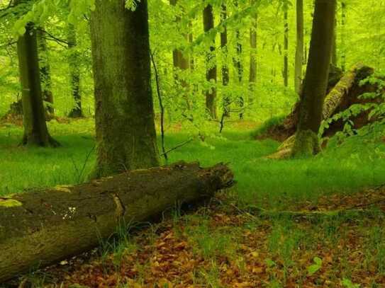 Waldstück bei Weichs