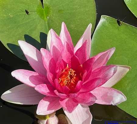 Freistehendes, gepflegtes EFH mit Gartenparadies mit Schwimmteich