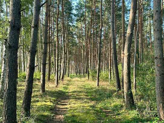 Junger und alter Wald zu verkaufen!