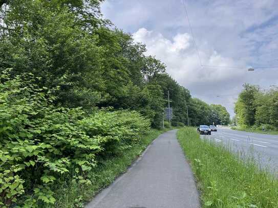 Waldstück an der Schnellstraße L419