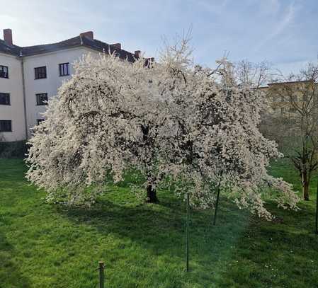 Top renovierte drei Zimmer Wohnung, sofort vermietbar!