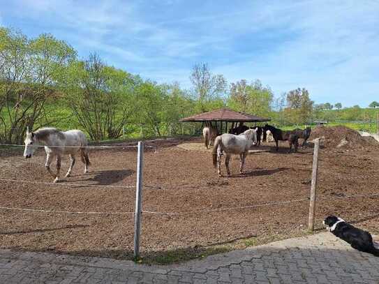 Mädchentraum "Pferdehof" - Landhaus mit 2 Whg., Stall für 8 Pferde, Scheune, Koppeln, 2 ha